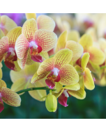 Orchids & Exotics