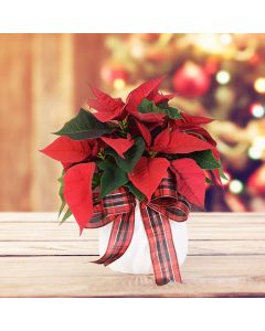Potted Poinsettia, floral gift baskets, plant gift baskets